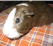 Foto в Домашние животные Грызуны морская свинка мальчик пятнистый ручной 2 в Комсомольск-на-Амуре 650