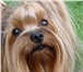 Изображение в Домашние животные Вязка собак приглашаем на вязка суку !Предлагается для в Самаре 3 000