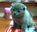 Котята от 2000, вязка 1300 4019151 Британская короткошерстная фото в Костроме