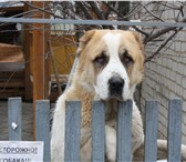 Фотография в Домашние животные Вязка собак Кобель для вязки.Имеется родословная и клеймо.Липецк. в Липецке 0
