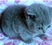 Британские котята 2484701 Британская короткошерстная фото в Москве