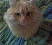 Фотография в Домашние животные Отдам даром Отдадим пушистого рыжего котика в хорошие в Челябинске 0