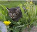 Фотография в Домашние животные Отдам даром я котёнок, хвост пушистыйя умею бегать быстроя в Улан-Удэ 0
