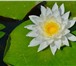 Фото в Домашние животные Растения Продам водные лилии. Очень красивые. Цена в Пензе 0