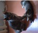 Foto в Домашние животные Отдам даром Отдаю котят в хорошие руки.1.5 месяца к горшку в Волгограде 0