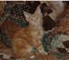 Готовятся к резервированию и продаже очень красивые котята мейн кун от шикарной пары многоплодного 69570  фото в Москве