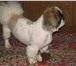 Фотография в Домашние животные Вязка собак возраст 8 лет, опытный, без кинолога. вес в Саратове 1 000