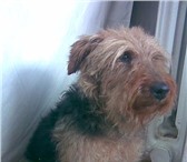 14 ноября на Увильдах нашли собаку, девочка Вельштерьер, Очень послушная и умненькая, Ищу хозяина 65963  фото в Челябинске