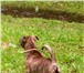 Фото в Домашние животные Вязка собак Великолепный кабель Американского ПитБуль в Красноярске 0
