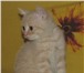 Алиментный котенок! Предлагается котик скоттиш-страйт (прямые ушки), Нежный красавчик, кремовый с 69077  фото в Санкт-Петербурге