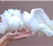 Фото в Домашние животные Птички Белые голуби для выпуска на свадьбы, дени в Москве 500