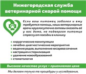 Фото в Прочее,  разное Разное Если ваш питомец заболел и ему требуется в Нижнем Новгороде 0