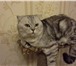 Foto в Домашние животные Вязка Шотландский кот ( окрас мрамор на сером с в Новокузнецке 2 000