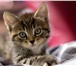 Изображение в Домашние животные Отдам даром Очень ласковые и игривые котята (3-е мальчишек). в Смоленске 0