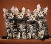Фотография в Домашние животные Отдам даром отдам красивых котят,3 месяца,возможна доставка в Туймазы 1