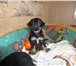 Foto в Домашние животные Отдам даром Отдам в добрые руки двух щенков от небольшой в Красноярске 1