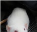 Изображение в Домашние животные Грызуны срочно отдам белых крысят. 6 крыс могу отдать в Рязани 10