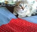 Отдам в добрые руки котят  (котики) 3357930 Домашняя кошка фото в Барнауле