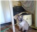 Пропала кошка 220125  фото в Москве