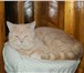 Фотография в Домашние животные Вязка Британский кот кремового окраса приглашает в Сочи 3 000