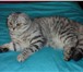 Фото в Домашние животные Вязка Великолепный котяра красив как снежный барс в Екатеринбурге 2 500