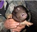 Фотография в Домашние животные Разное Вид животного: С/х животные 1) Свинокомплекс в Москве 100