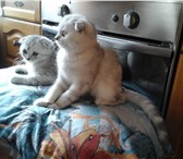 Скоттиш-фолд,  девочка 3597675 Скоттиш фолд фото в Санкт-Петербурге