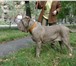Продаются щенки Мастино Наполитано от титулованных производителей, выездная вязка, родословная РК 66461  фото в Прокопьевске