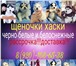 Черно-белые голубоглазые хаски 3848897 Сибирский хаски фото в Ульяновске