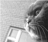 Изображение в Домашние животные Вязка Нужен кот для вязки с шотландской вислоухой в Тюмени 0
