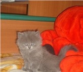 Продается котенок (девочка), Порода - персидская классика (мордочка НЕ плоская), Окрас - серый дымч 69071  фото в Стерлитамаке