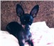 Фото в Домашние животные Вязка собак Предлагаются для вязок 2 кобеля той терьера,черно-подпалого в Омске 500
