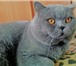 Фотография в Домашние животные Вязка Привозите кошечку на вязку с нашим котом в Москве 2 000