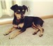 Изображение в Домашние животные Вязка собак Симпатичный красавец-мужчина, 10 месяцев, в Уфе 2 000