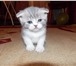 Шотландские вислоухие короткошерстые котята 783477 Британская короткошерстная фото в Барнауле