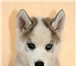 Сибирский хаски для энергичных людей,   Предлагаются щенки хаски (Сибирский хаски) разных возрастов 67175  фото в Москве
