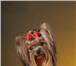 Йоркширского терьера щенки, племенной питомник доставка 4966917 Йоркширский терьер фото в Челябинске