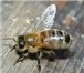 Изображение в Домашние животные Другие животные Пчелопакеты четырёхрамочные (рамка дадановская). в Кемерово 2 600