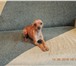 Foto в Домашние животные Вязка собак Русский той-терьер вес 2,3 кг. возраст 1 в Хабаровске 0