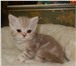 Шотландские котята 1780216 Скоттиш фолд короткошерстная фото в Костроме