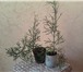 Фотография в Домашние животные Растения продам растение-молочай тирукалли,30см,форму в Челябинске 100