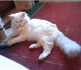 Foto в Домашние животные Вязка Предлагаем на вязку сибирского белого кота в Москве 1 500