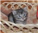 Продам котят породы Норвежская Лесная 1165329 Норвежская лесная фото в Новосибирске
