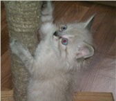 Изображение в Домашние животные Отдам даром Очаровательный сиамский котенок (мальчик) в Тамбове 5