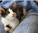 Изображение в Домашние животные Отдам даром Отдается замечательный котенок-мальчик, 2 в Санкт-Петербурге 1