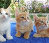 Foto в Домашние животные Отдам даром Отдам котят: трех рыжих мальчиков и трехцветная в Белгороде 0