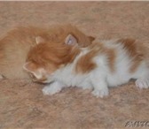 Продаем очень симпатичных котиков Котята красивого тигрового цвета две девочки и один мальчик, Род 69271  фото в Томске