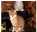 Фотография в Домашние животные Вязка Шотландский вислоухий кот шиншиллового окраса в Ростове-на-Дону 3 000