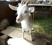 Фото в Домашние животные Другие животные продается козочка, родилась 7 апреля в Тюмени 3 000