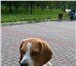 Foto в Домашние животные Вязка собак Чистопородный кобель породы Бигль, 4 года. в Красноярске 0